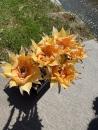 Echinopsis sonnengold